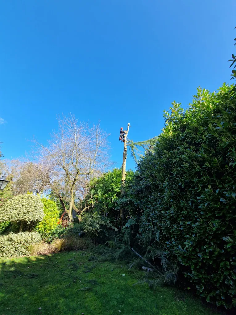 Arborist climbing and cutting a tall tree