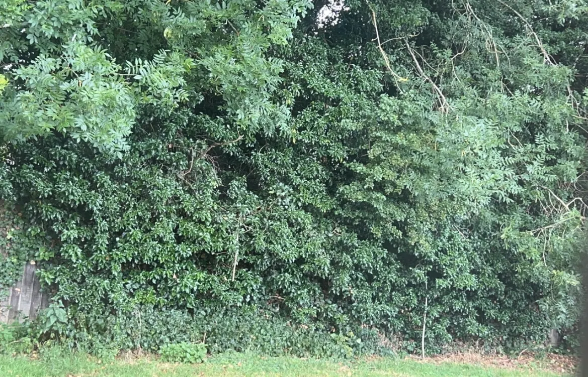 Dense ivy and hedge coverage before clearance