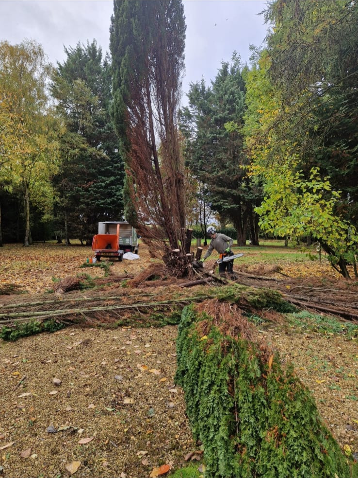 Large tree being felled with machinery